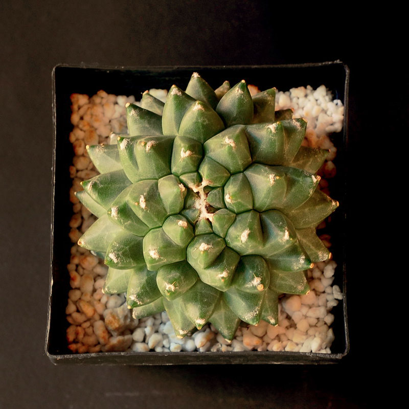 Astrophytum asterias cv Kikko